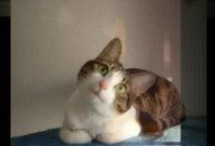 小猫搞笑视频,小猫萌态逗翻网友